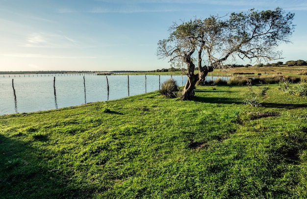 Old Cork oak tree (Quercus suber) on the shores of the lake