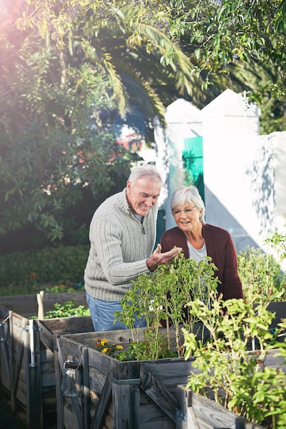 Old couple gardening in backyard plants and happiness outdoor with nature and sustainability Elderly man with woman together in garden during retirement eco friendly with botany and environment