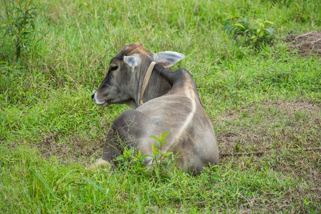 Old cow resting