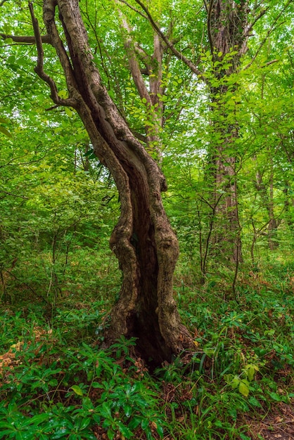 Old crooked tree in the green forest