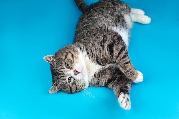 Old Cross breed cat lying of blue background