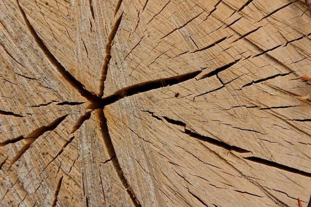 Old cut wood texture Weathered tree trunk texture Ideal round cut down tree with annual rings and cracks Wooden texture Tree stump