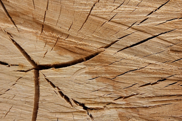 Old cut wood texture Weathered tree trunk texture Ideal round cut down tree with annual rings and cracks Wooden texture Tree stump