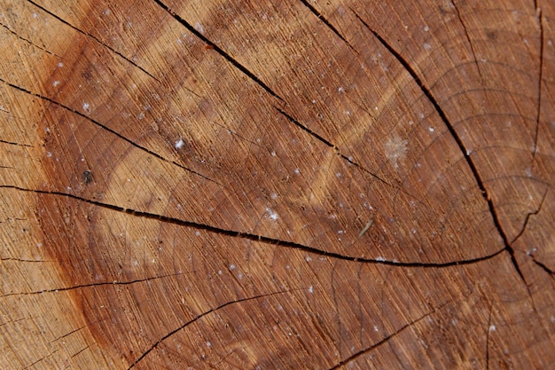 Old cut wood texture Weathered tree trunk texture Ideal round cut down tree with annual rings and cracks Wooden texture Tree stump