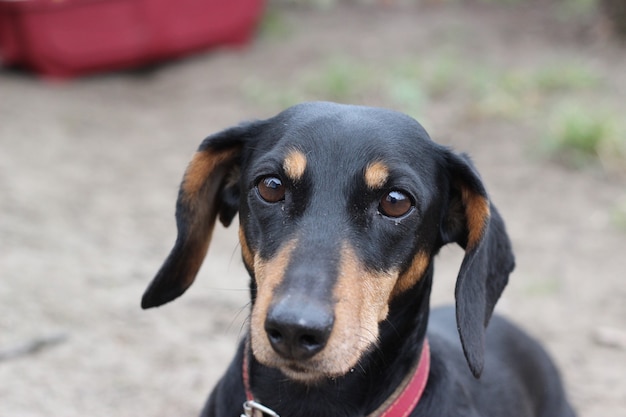 Old dachshund dog portrait