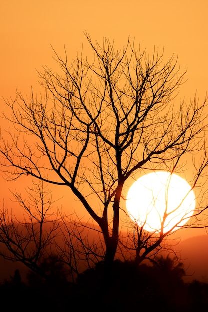 Old dead Tree Isolated on colorful dramatic sky with cloud at sunset