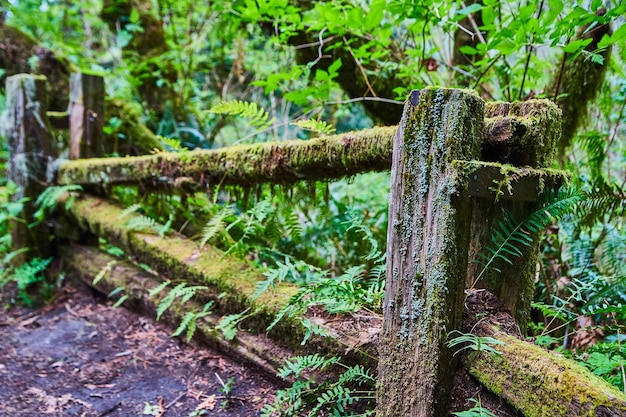 Old decayed fence covered in moss by the road