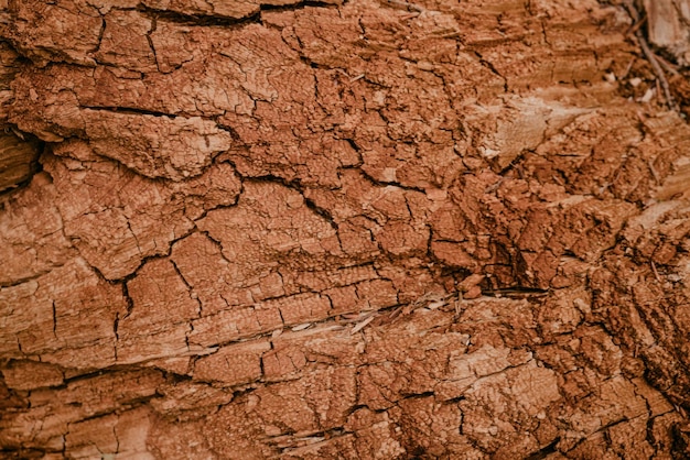 Old dry rotten tree bark texture background