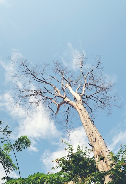 old dry tree on a cloudy sky