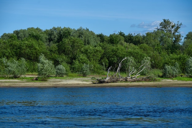 Old dry tree on the river bank