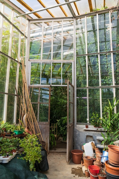 Old empty terracotta pots for houseplants growing outside glasshouse with different tropical plants