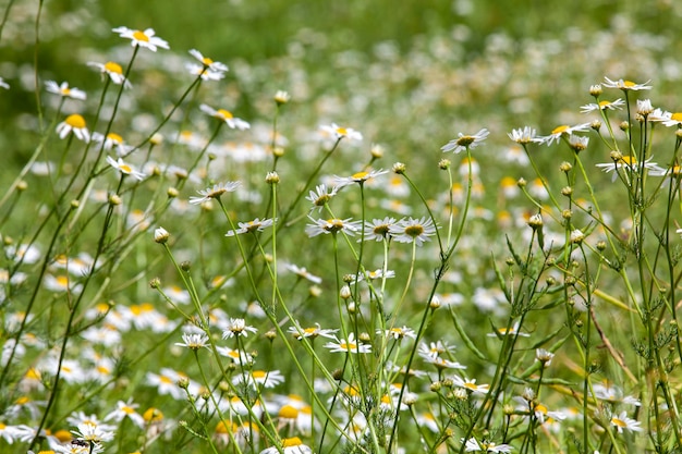 Old fading chamomile flowers in summer or spring