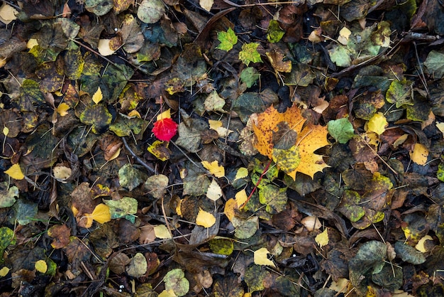 Old fallen leaves in the forest in autumn background