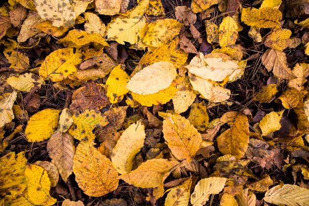 Old fallen leaves of trees that began to rot in mid-autumn, close-up of this natural nature