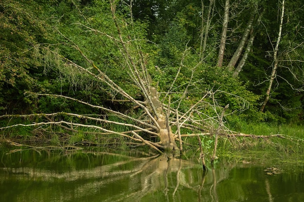 An old fallen tree lies on the surface of the river, summer forest landscape.