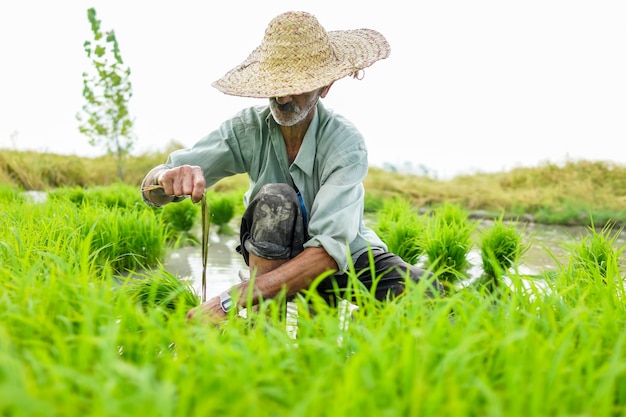 Old farmer working on rice plantation