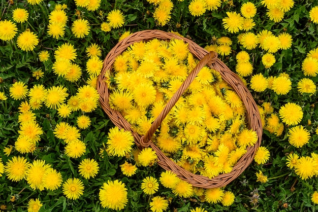 An old fashioned wicker basket with harvested Dandelion flower heads for making homemade honey.