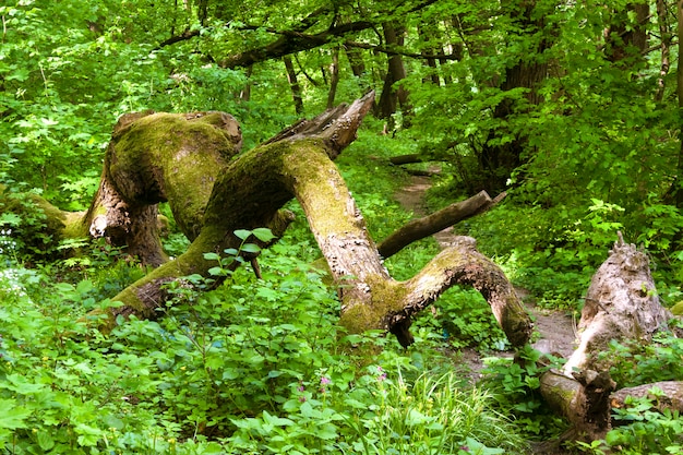 Old felled mossy oak tree 