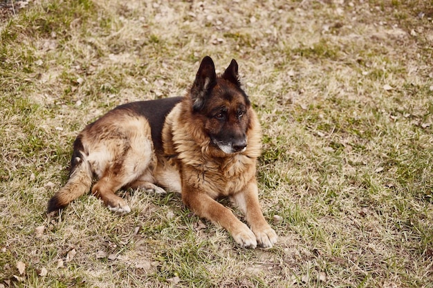 Old German Shepherd dog sitting in the garden