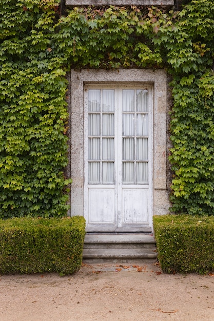 Old glass door surrounded by creepers