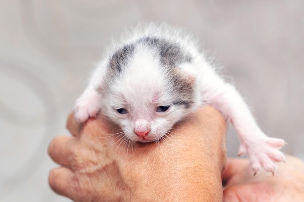 An old grandfather holds a small cute kitten in his hands Love for animals