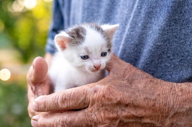 An old grandfather holds a small cute kitten in his hands