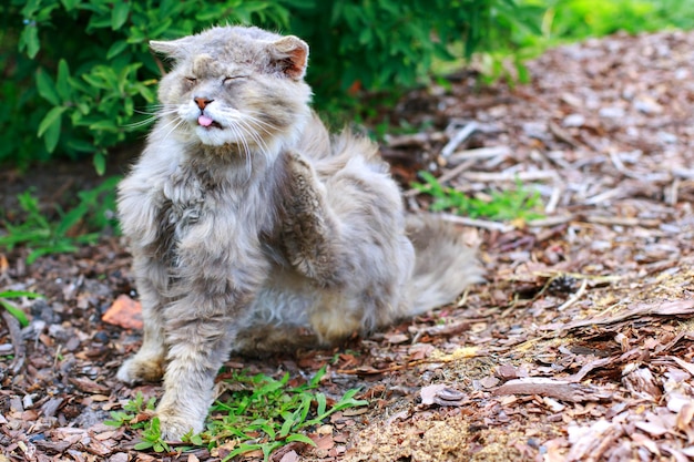 Old gray stray cat itches homeless animals