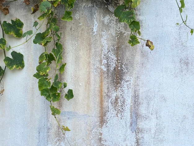 Old green leaves on concrete wall background