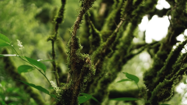 Old growth temperate rainforest, Georgian jungle - trees in the moss