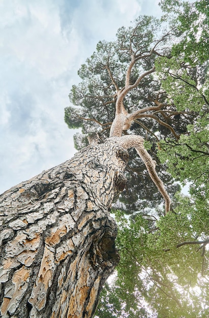 Old high Italian stone pine in wood under sky with light clouds low angle shot