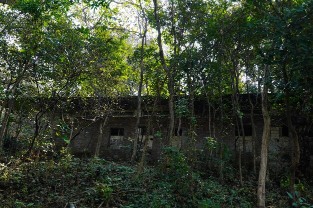 Old houses images with and forest no one is living