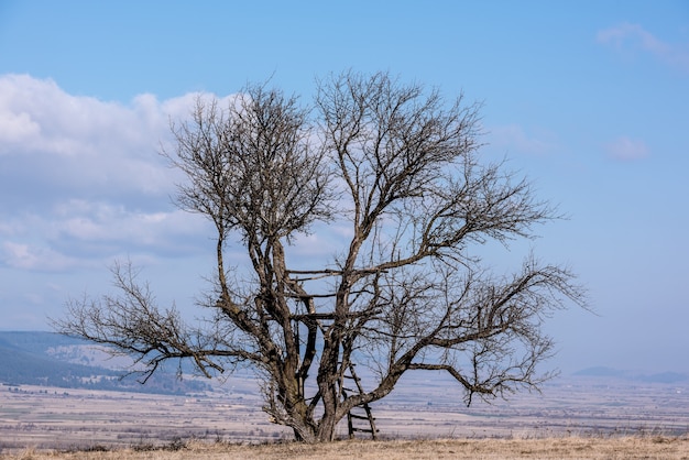 Old hunting tower on the wild fruit tree Hunting tower