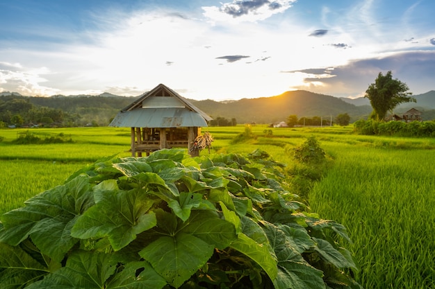 Old hut in the middle of green agriculture field during sunset sky in Thailand