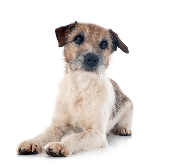 Old jack russel terrier in front of white surface