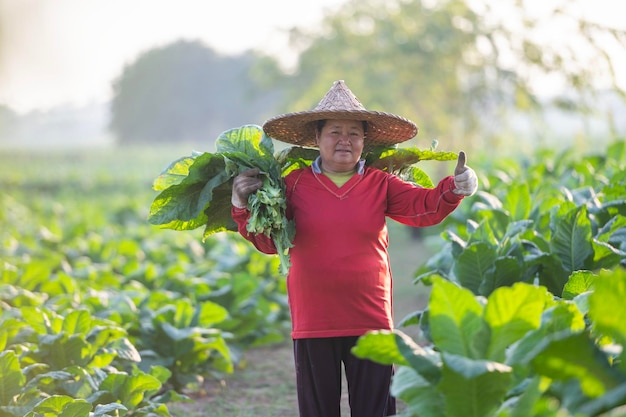 Old lady harvesting tobacco leaves in the harvest season Farmers collecting tobacco leaves Farmers are planting tobacco in the tobacco fields grown in Thailand