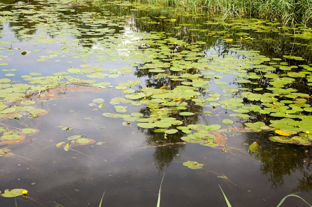 Old lake with growing water lilies