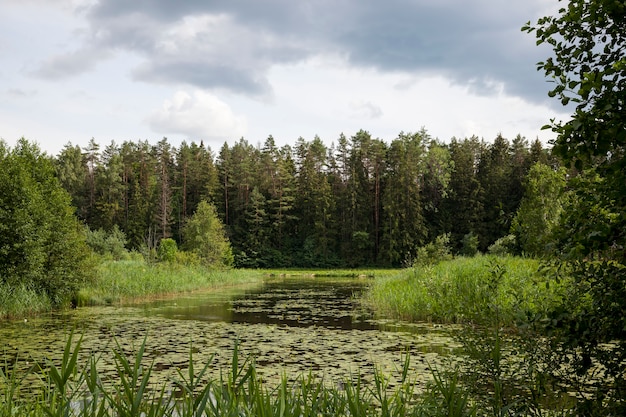 Old lake with growing water lilies