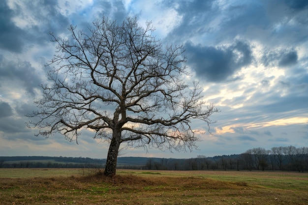 Old Leafless Tree in French Countryside under Cloudy Autumn Sky Scenic Landscape