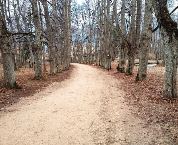 Old linden alley in late autumn after leaf fall