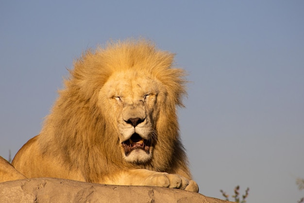 An old lion exhausted by the heat in the rays of the evening sun