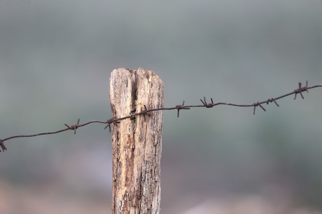 Old log with a crack and a piece of barbed wire shot vertically on a blurred background