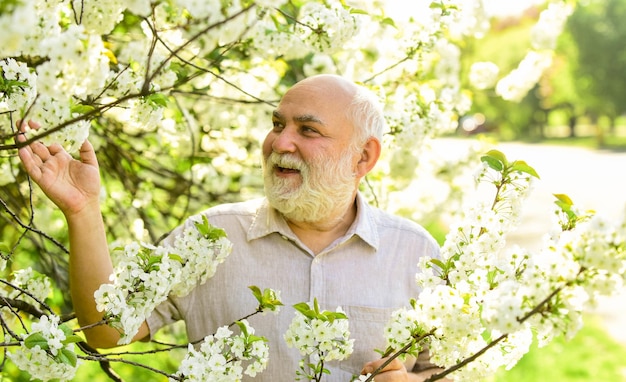 Old man enjoy cherry flowers Bearded grandfather in garden Man enjoy spring nature Gardening hobby Botanist examine tree Curiosity to botany Explore world around Pensioner in garden sunny day