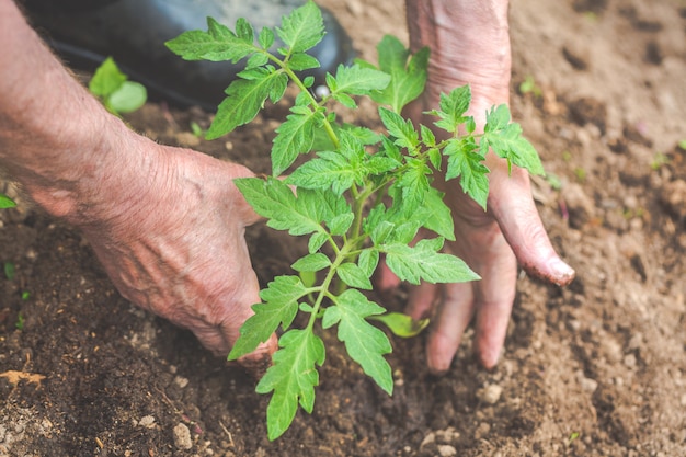 Old man hands are planting the tomato seedling into the soil.