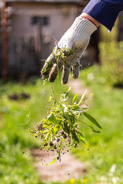 An old man throws out a weed that was harvested from his garden