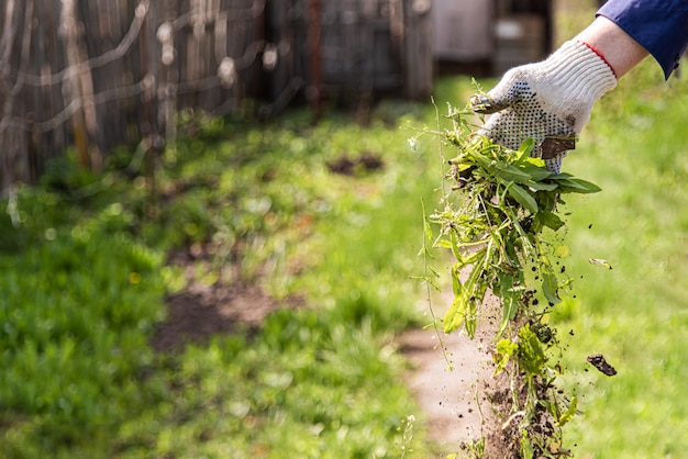 An old man throws out a weed that was harvested from his garden