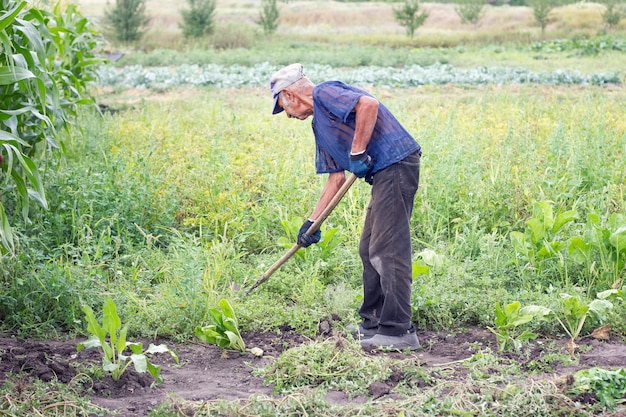 Old man working in the garden, grandfather cultivates the land in his garden