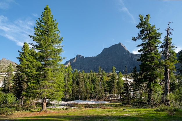 Old mighty cedars grow on mossy meadow against the background of