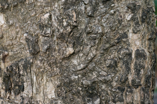 Old natural wooden shabby of tree bark texture use as natural background