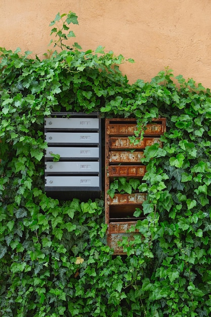 Old and new Post boxes on the wall overgrown with ivy mailboxes locker postal Many locker post boxes for information and letter