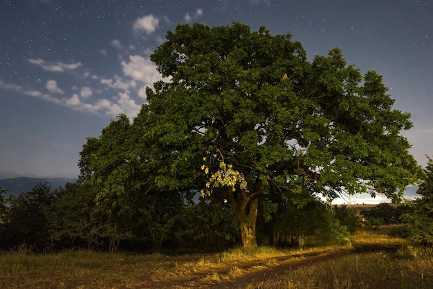 Old oak tree at night